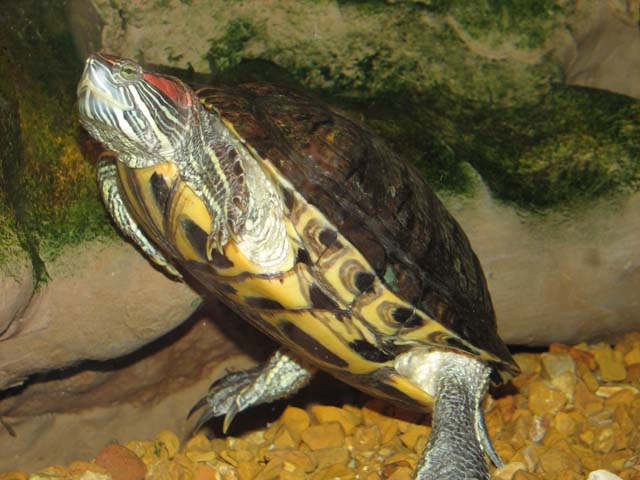 red-eared-slider-turtle-ubicaciondepersonas-cdmx-gob-mx